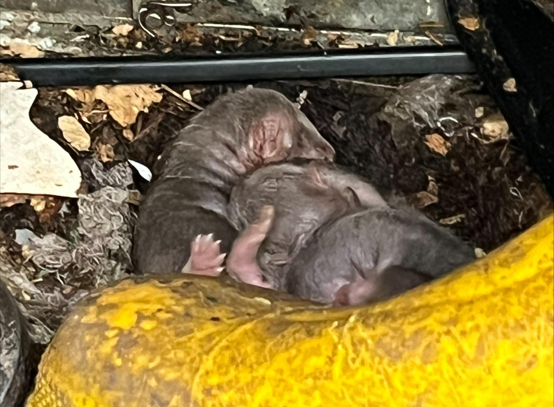 Vier jonge ottertjes ontdekt in een schuur. ’Ik wist niet wat ik zag’
