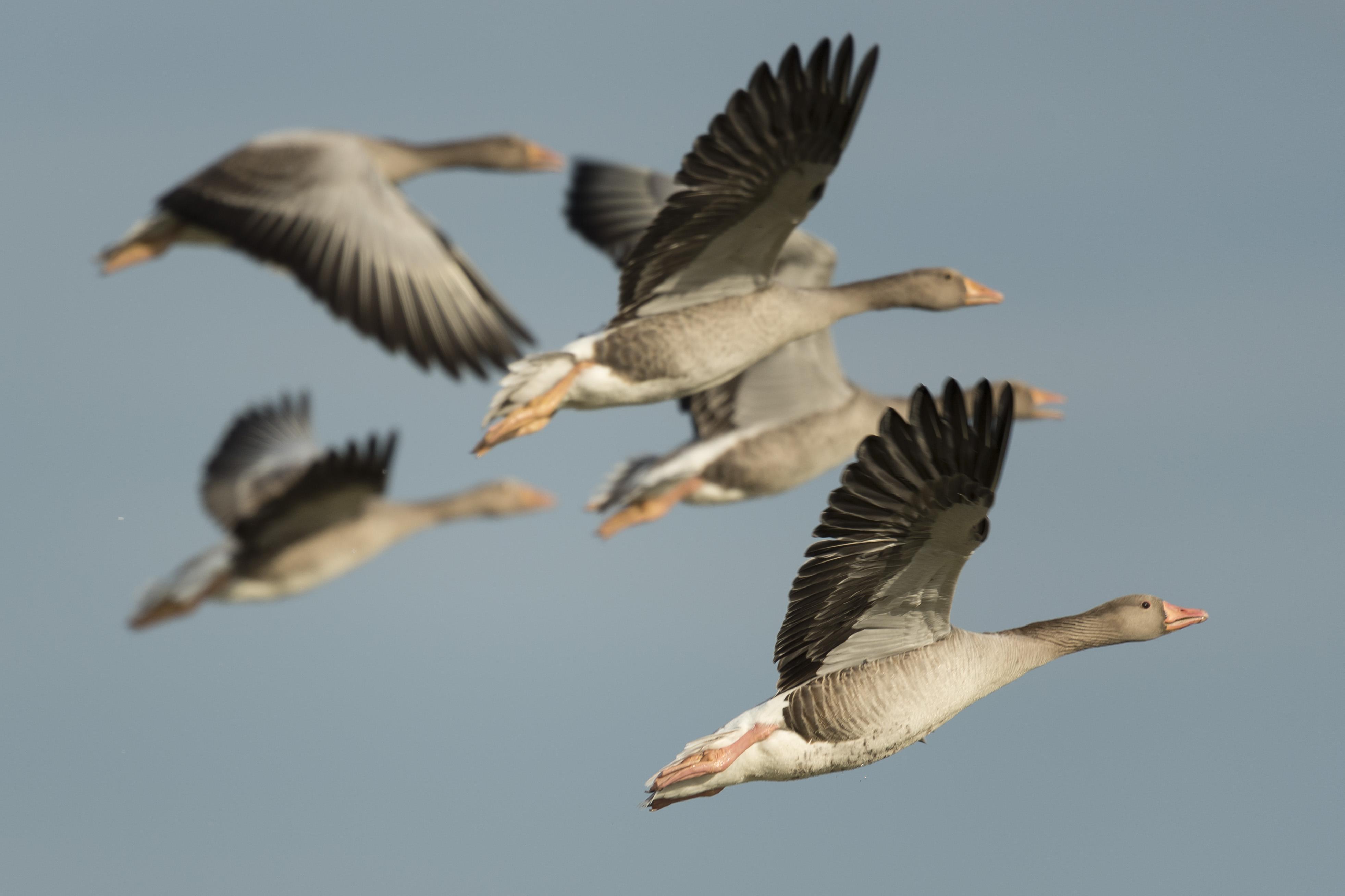 De jacht op de grauwe gans is geopend, ook in Kortenhoef en Ankeveen. Vanaf 1 februari worden ze afg