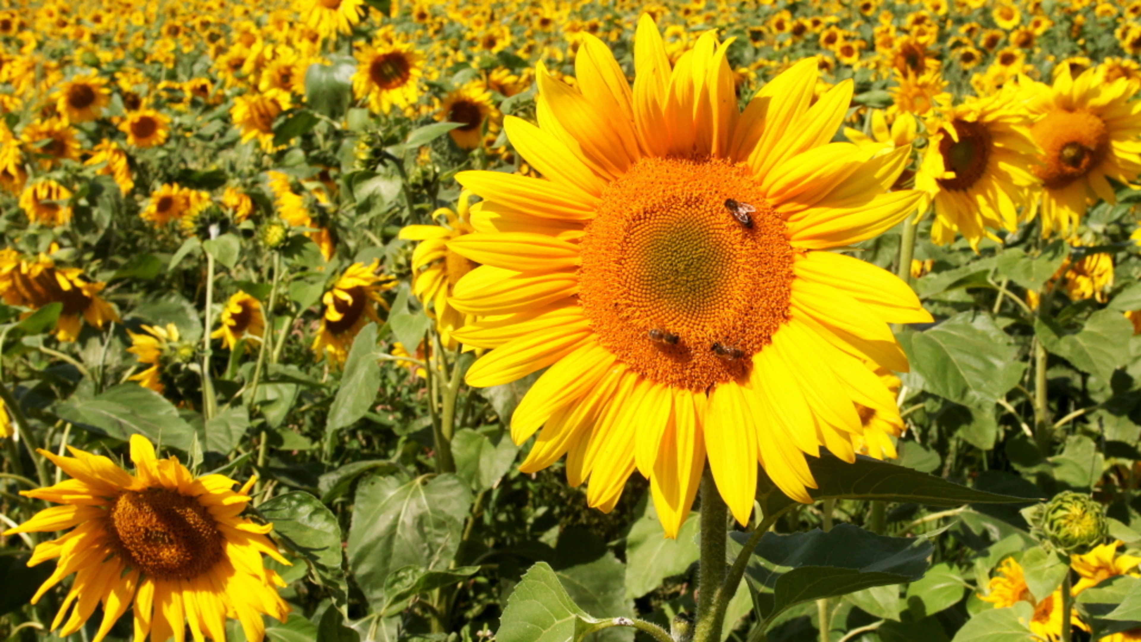 Mooi Gooi: Zonnebloemen zuiveren bodem bij Buitenhof