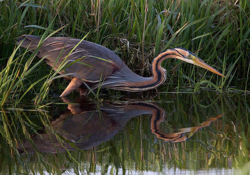 Plassengebied staat straks vol met riet, riet en nog ’s riet. Operatie van twee jaar voor meer ruimt