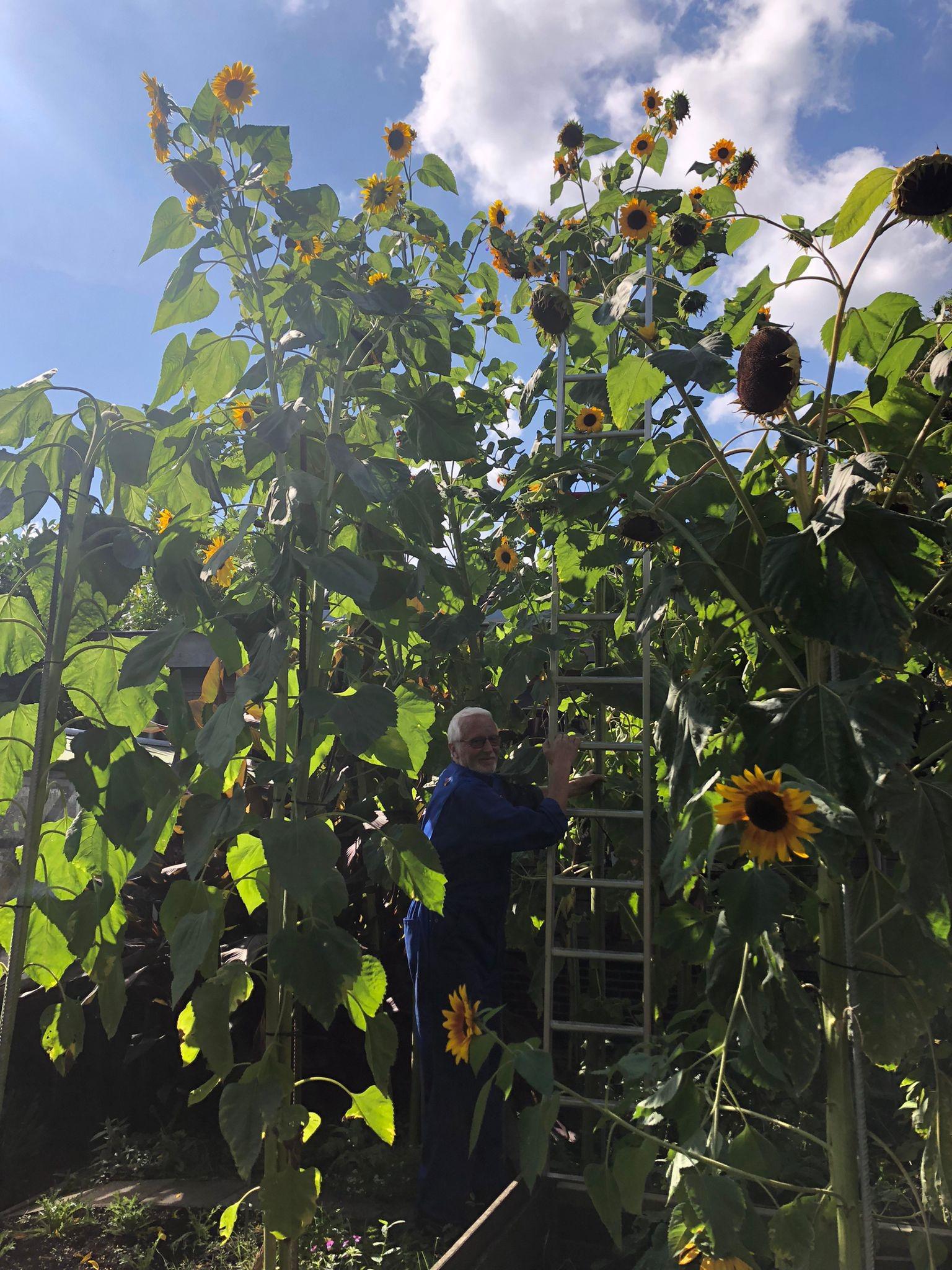 De hoogste zonnebloem staat in Ankeveen | lezersfoto’s
