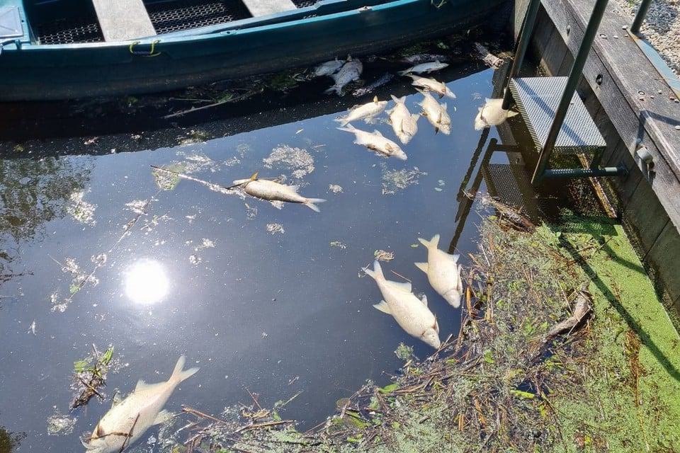 Massale vissterfte Ankeveen blijft vooralsnog een groot raadsel, vispassage zou boosdoener kunnen zi