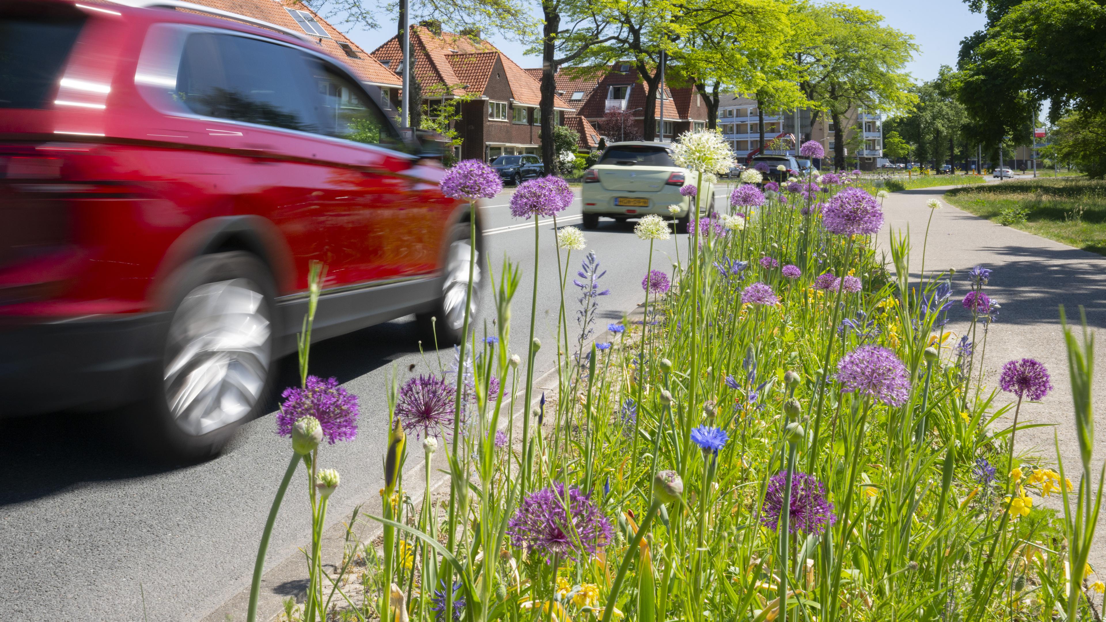 Van saai grijs naar vrolijk groen. De kleurrijke metamorfose van een kilometer Hilversumse berm
