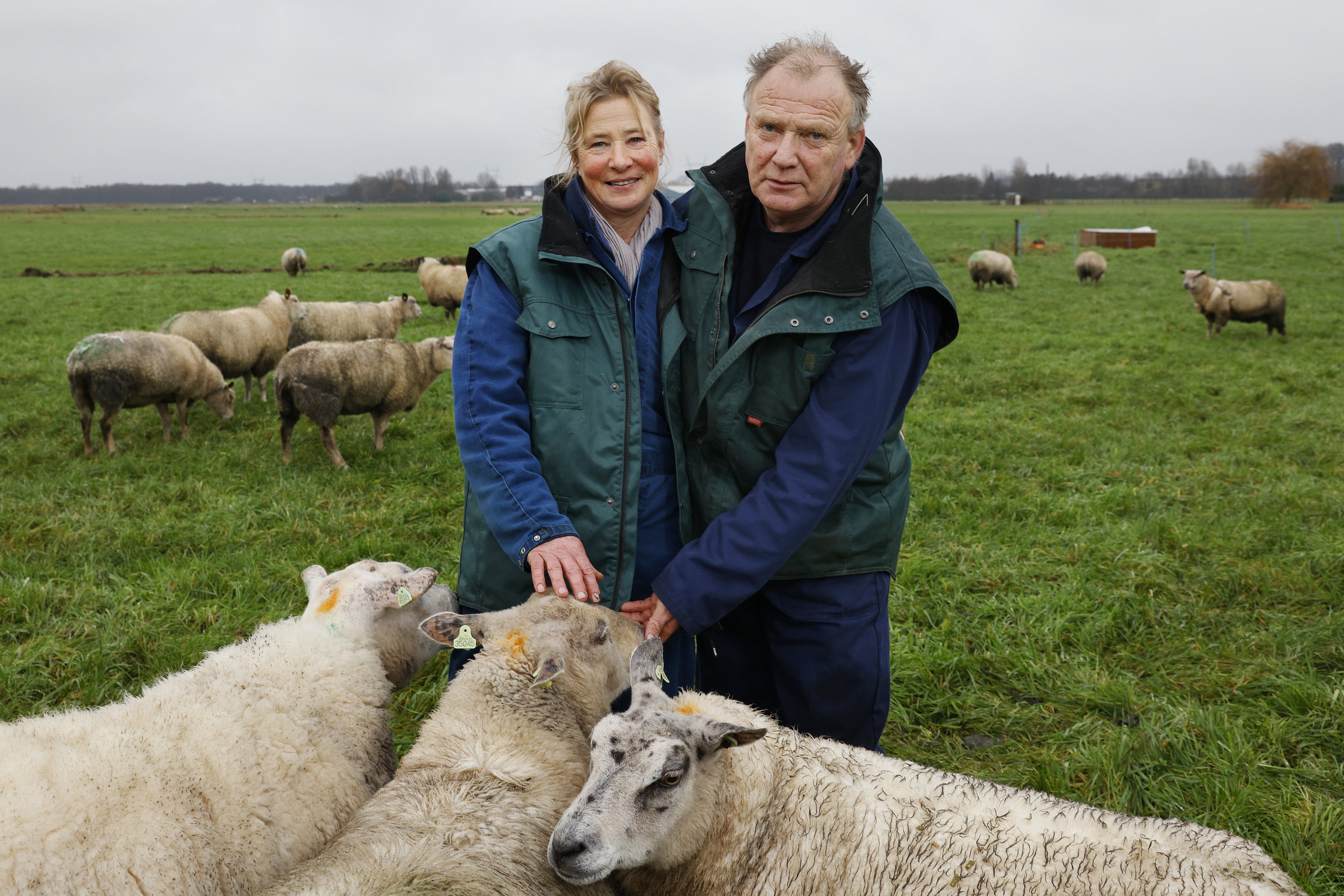Het blauwtongvirus begon in Kortenhoef en sloeg daar hard toe