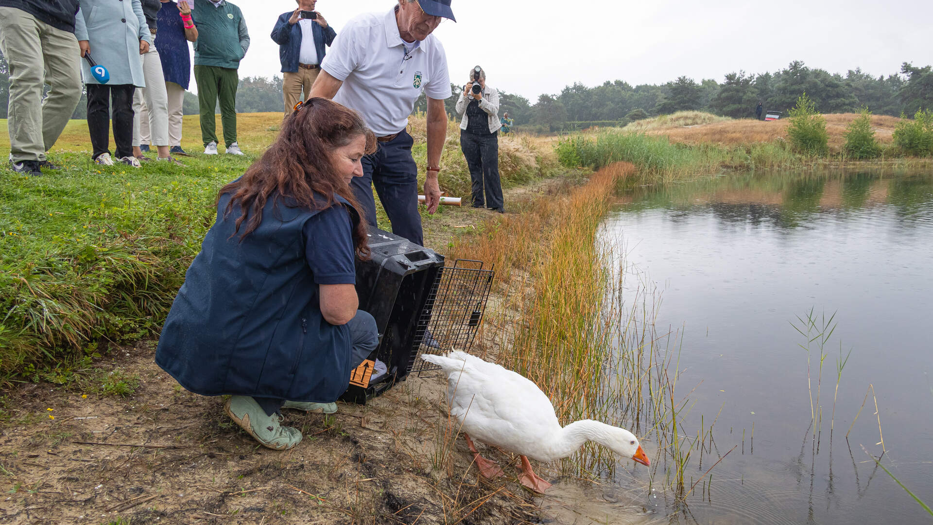 Golfbaan-gans Jansen mag weer terug naar zijn vertrouwde pondje bij de Goyer Golf & Country Club. 