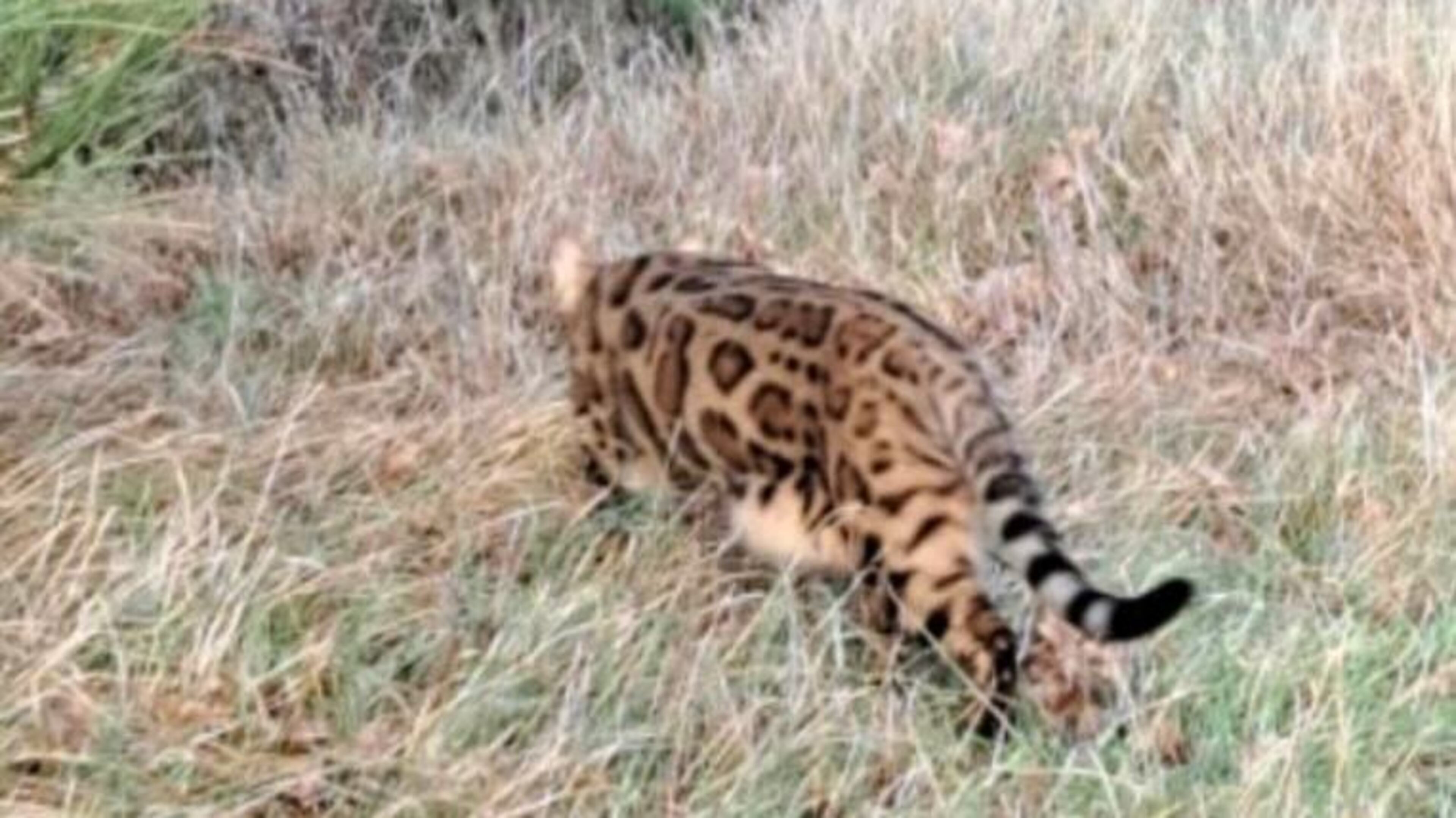 Is de Gooise serval opgedoken in de bossen van Lage Vuursche?
