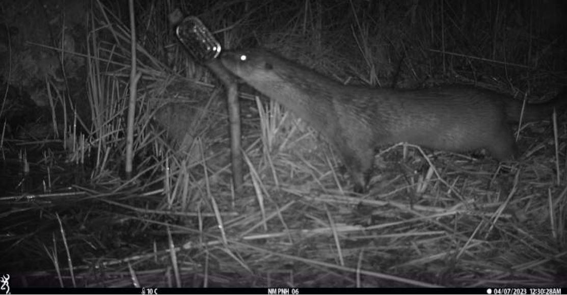 Otter duikt op bij Kortenhoef, vastgelegd door een wildcamera. Nut van een faunapassage opnieuw bewe