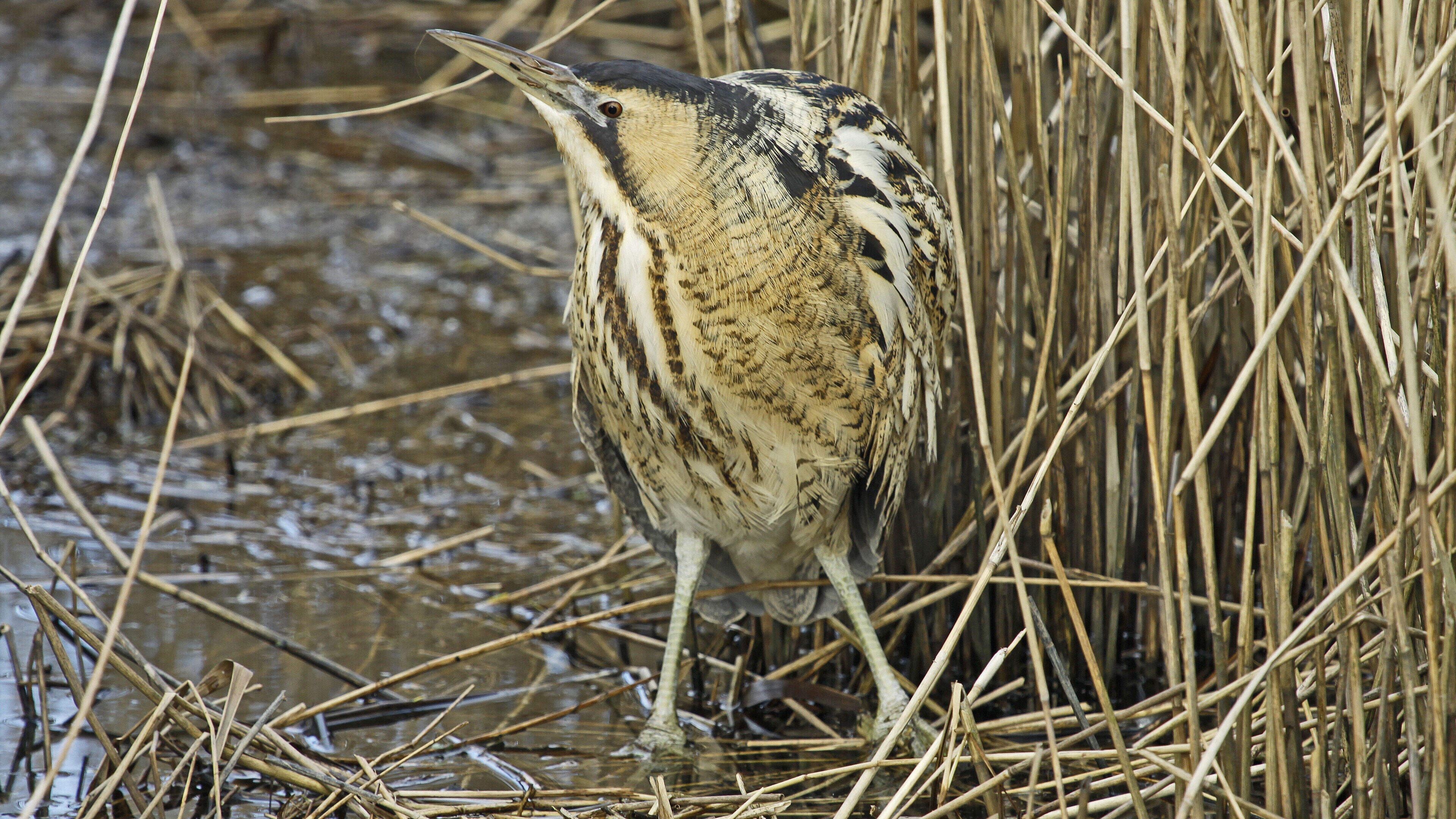 Massale bomenkap in Ankeveen voor meer moeras en vogels: roerdomp en grote karekiet krijgen ruimte