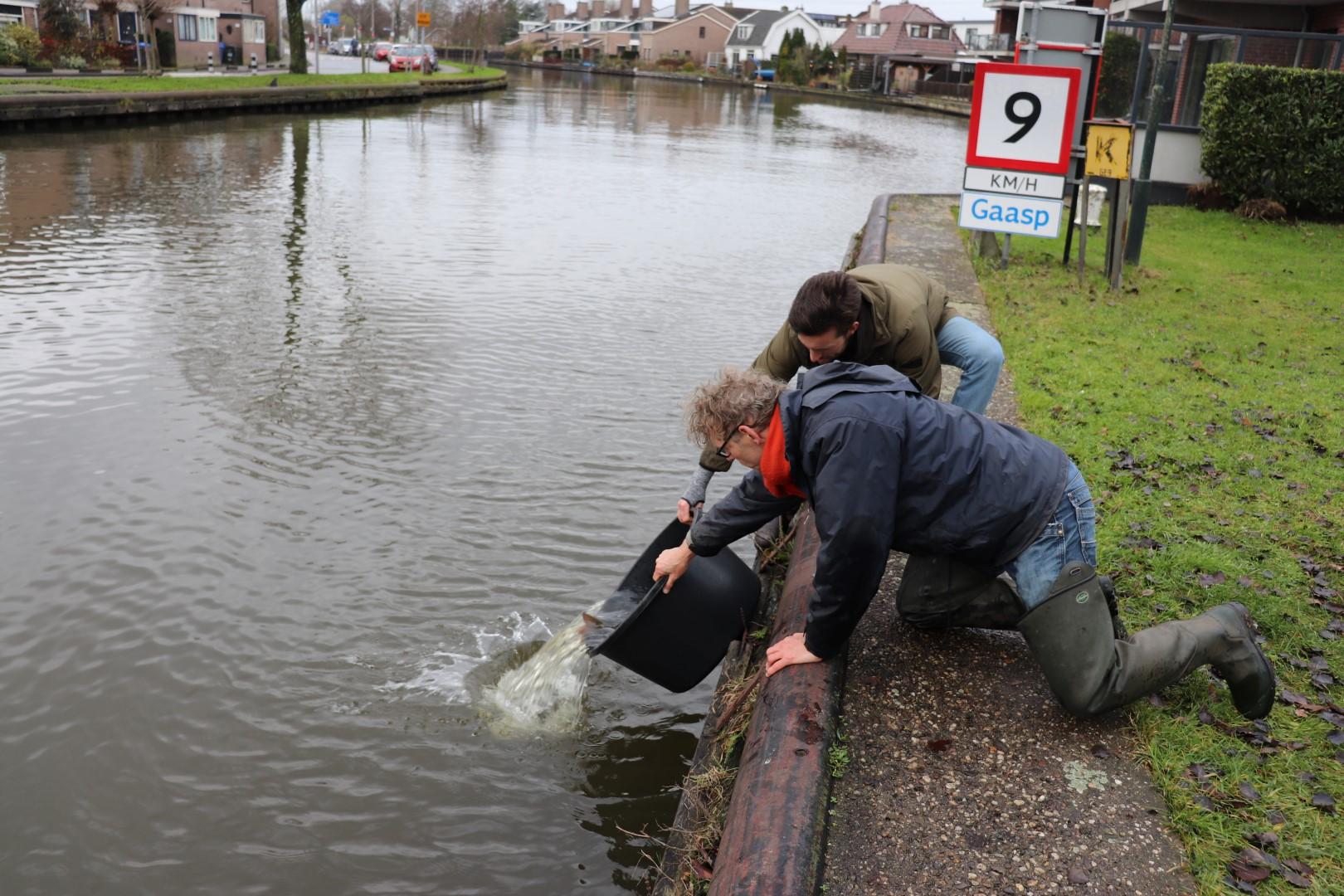 Weesper hengelaars zetten karpers uit in Driemond en Nederhorst den Berg