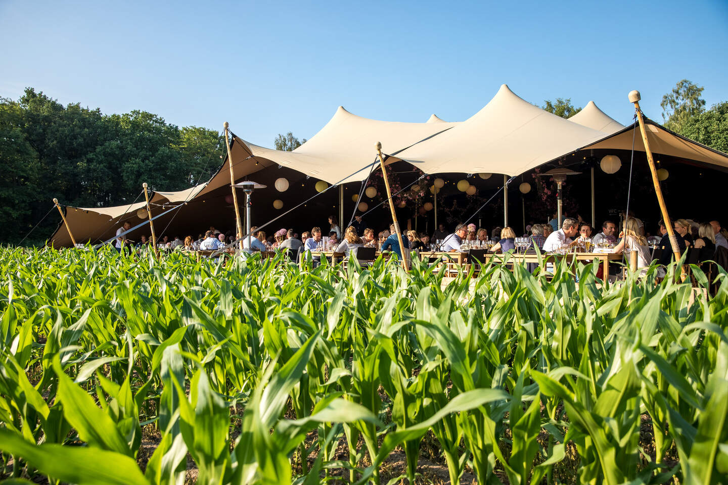 Niet naast het veld met asperges, maar met mais.