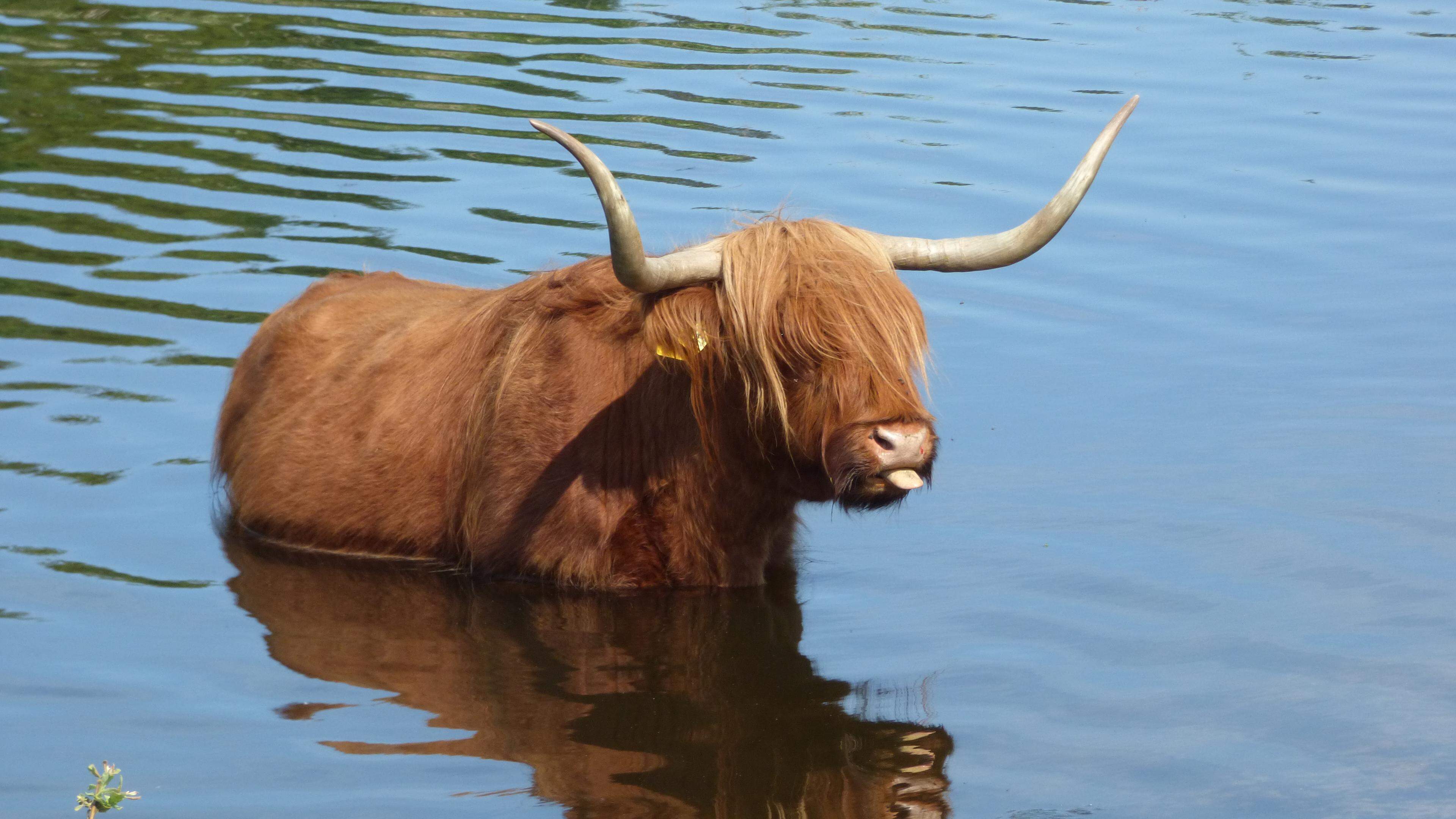 Schotse hooglanders zoeken verkoeling in hun eigen bosbad
